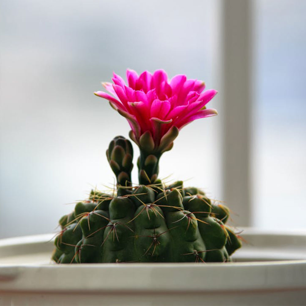 plant_one5 LGBTQIA+ affirming practice