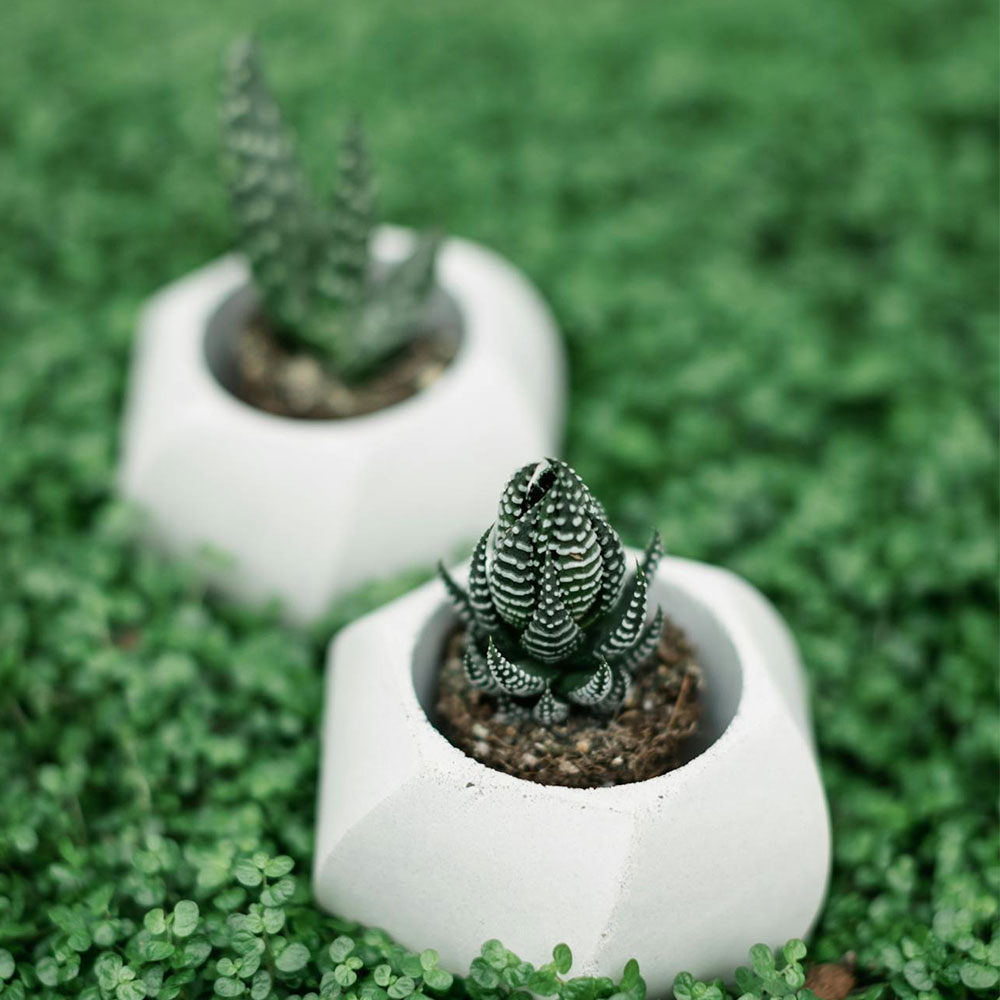 plant_couple3 what Is IFS Therapy?